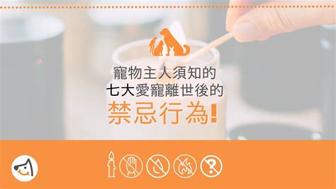 貓咪死掉禁忌|寵物主人須知的愛寵離世後七大禁忌行為 